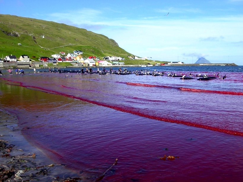 Hvalba_beach_whaling,_Faroe_Islands