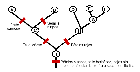 Cladogramanotansimple