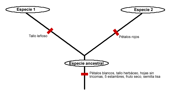 Cladogramasimple