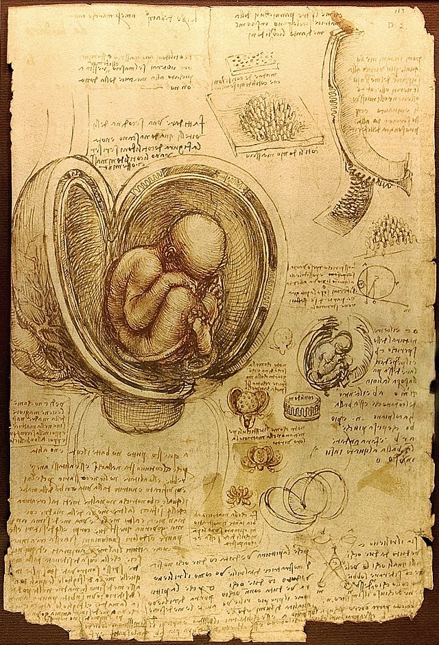 640px-Da_Vinci_Studies_of_Embryos_Luc_Viatour