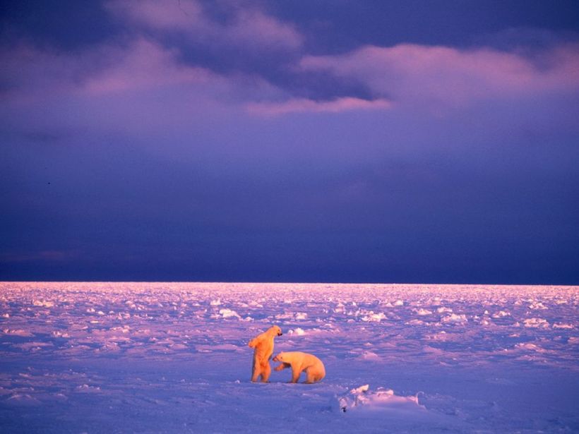 twilight-polar-bears-manitoba-canada-paul-nicklen - copia